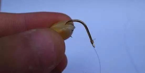 釣粒玉米草魚調漂視頻_玉米野釣草魚怎么調漂_玉米粒釣草魚怎樣調漂