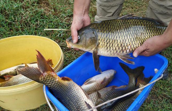 釣草魚魚竿用多長的好_釣草魚用什么魚竿_釣草魚用什么竿