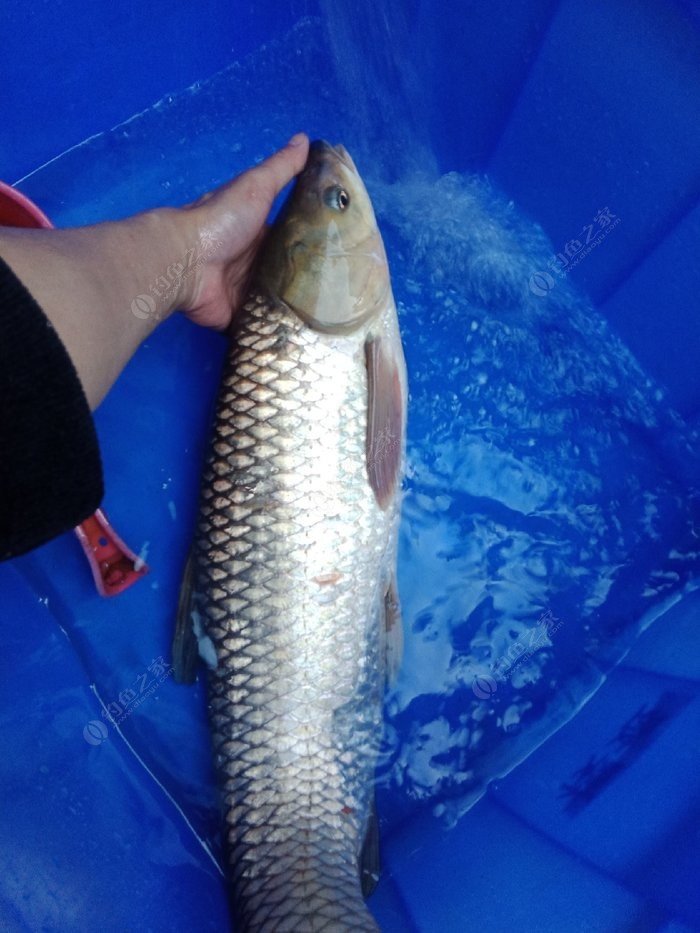 釣草魚用什么魚竿_釣草魚用什么竿_釣草魚魚竿用多長的好