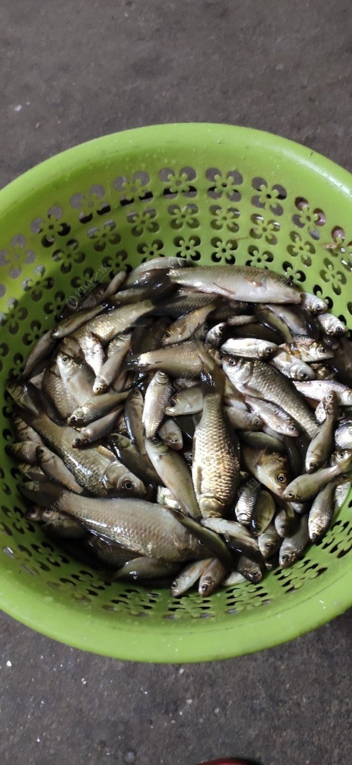 釣魚藥酒配方經典百度百科_釣魚配方原理藥酒制作_釣魚藥酒配方原理