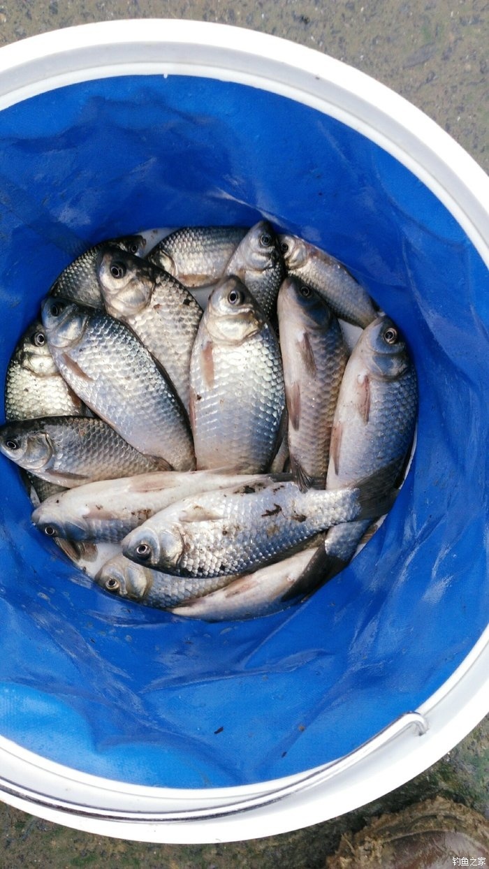 水庫釣鯽魚調漂調幾釣幾_水庫釣鯽魚調幾目釣幾目_水庫釣鯽魚魚漂怎么選擇