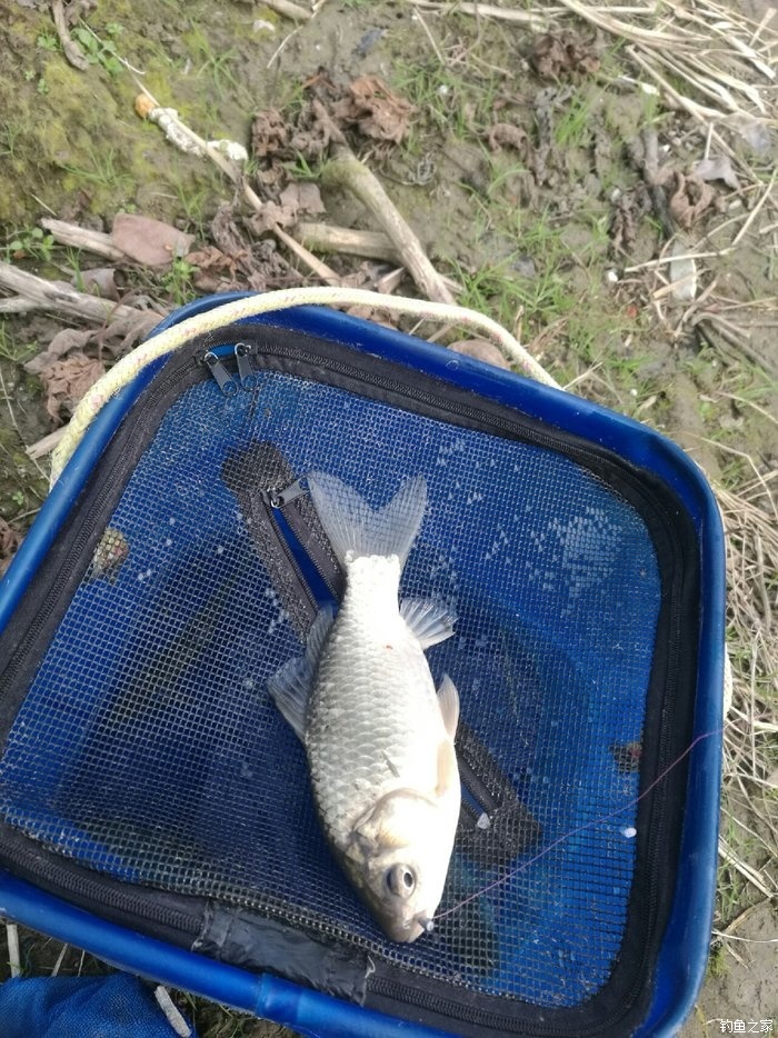 水庫釣鯽魚調漂調幾釣幾_水庫釣鯽魚調幾目釣幾目_水庫釣鯽魚魚漂怎么選擇