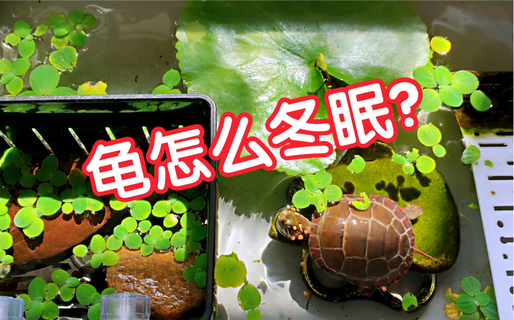 烏龜冬眠時候的眼睛_烏龜冬眠時候醒了怎么辦_烏龜什么時候冬眠?