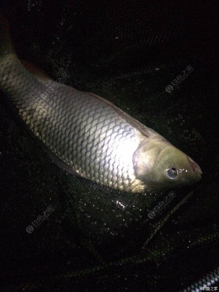 釣鯽魚冬天一般釣多深_冬釣鯽魚_釣鯽魚冬天