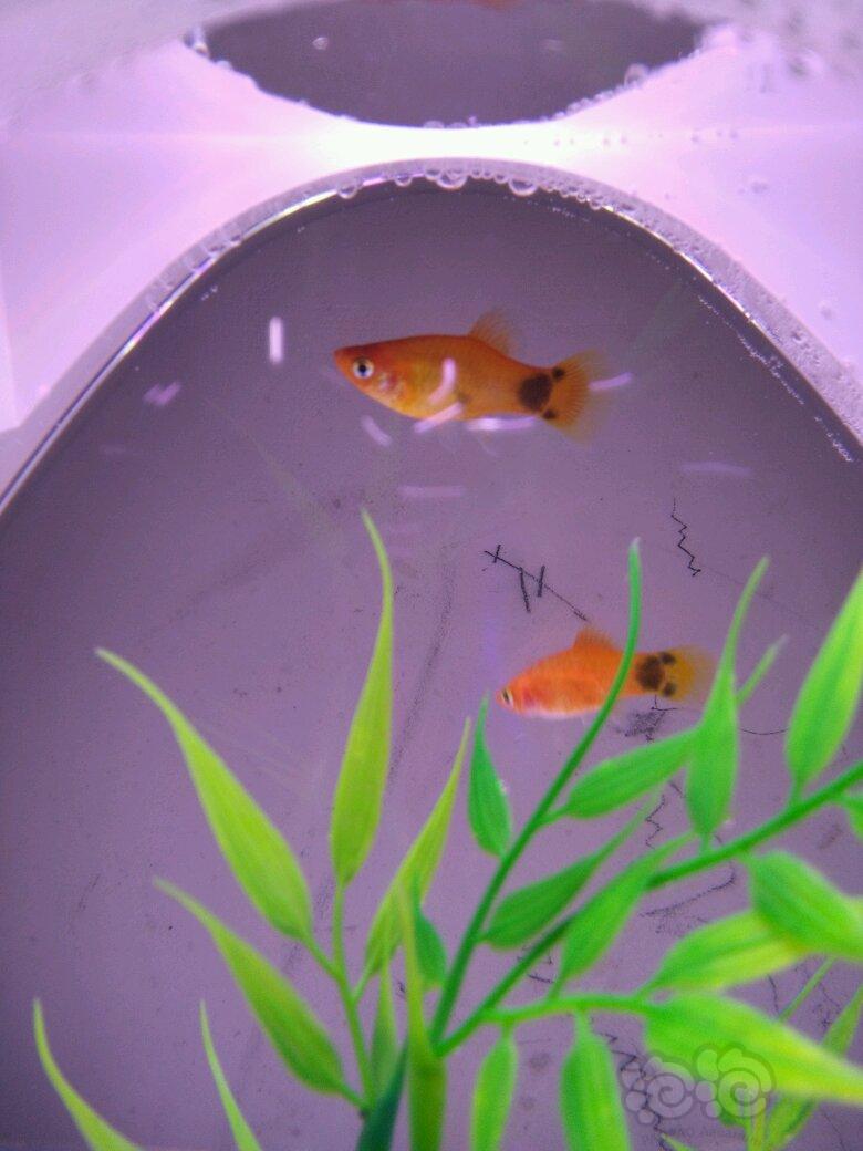 孔雀魚生小魚前兆_孔雀魚生小魚之前有什么癥狀_小孔雀魚生魚前有啥表現