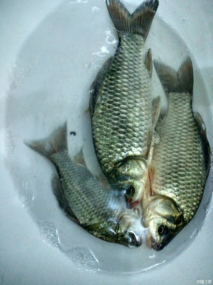 釣鯽魚冬天_冬釣鯽魚_釣鯽魚冬天用香還是用腥