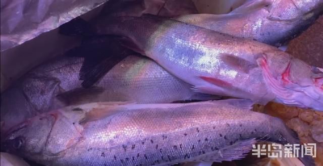 海釣鱸魚用什么路亞餌_海釣鱸魚用什么餌_釣海鱸魚餌料