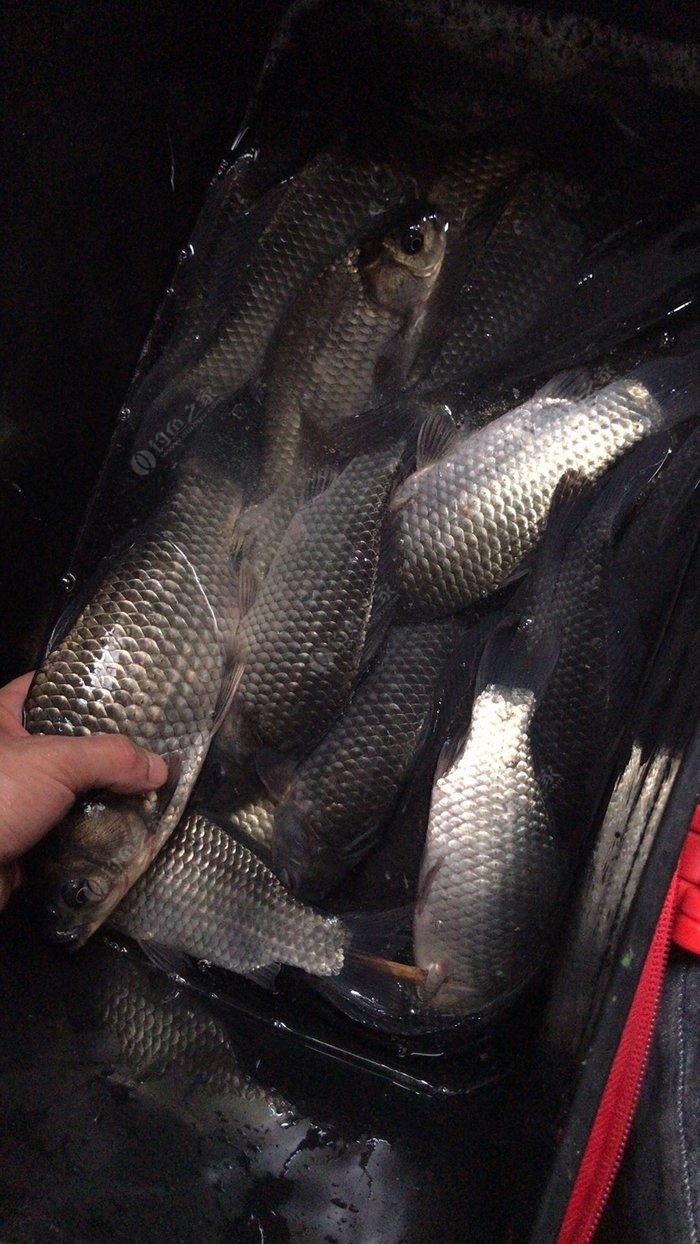 深秋釣鯽魚調幾釣幾_深秋野釣鯽魚_深秋釣鯽魚