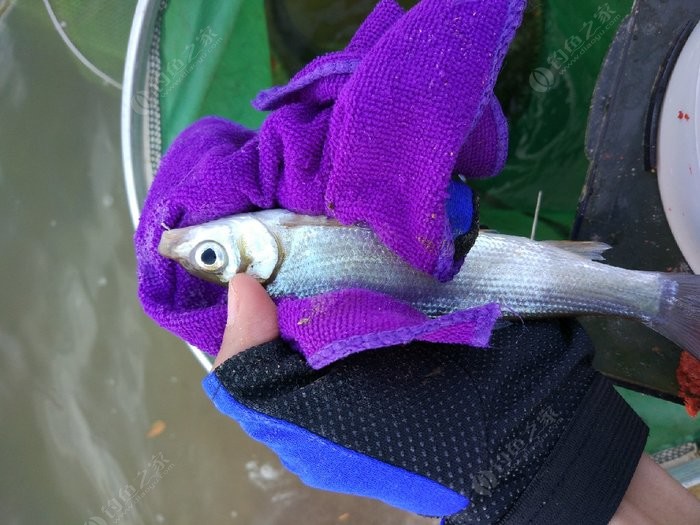 海釣鱸魚用什么路亞餌_海釣鱸魚用什么餌_釣海鱸用什么