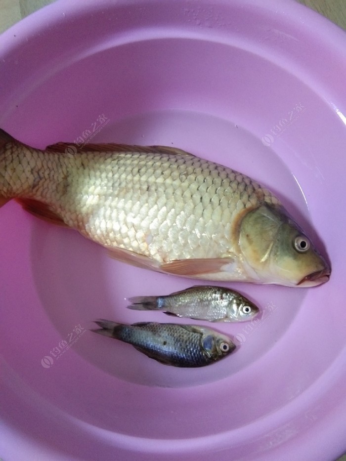 海釣鱸魚用什么餌_釣海鱸用什么_海釣鱸魚用什么路亞餌