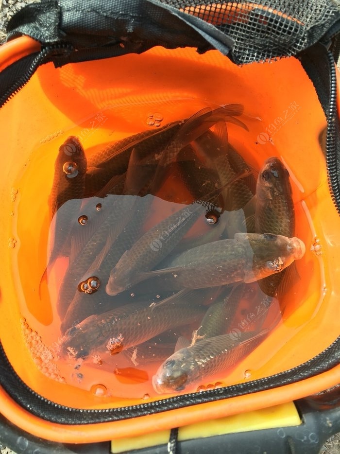 鱸魚海釣_2020年海釣鱸魚視頻_海釣鱸魚釣組大全