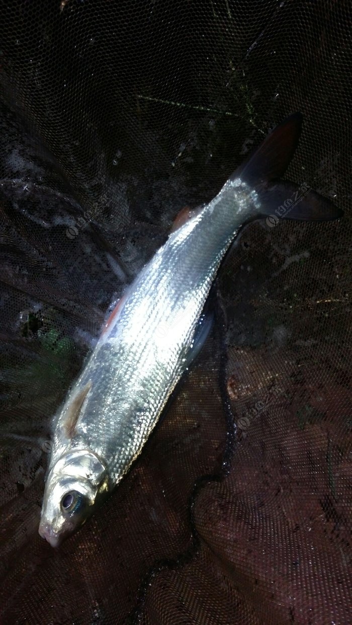 海釣鱸魚釣組大全_海釣鱸魚釣組詳圖_2020年海釣鱸魚視頻