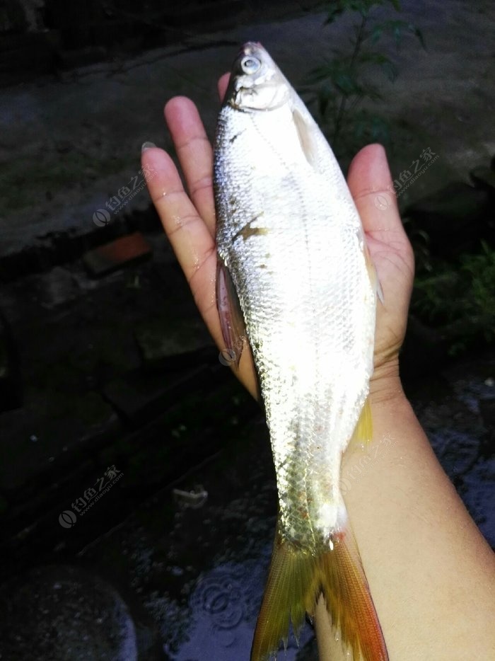 2020年海釣鱸魚視頻_海釣鱸魚釣組大全_海釣鱸魚釣組詳圖
