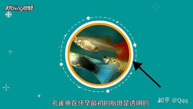 小孔雀魚生魚前有啥表現_孔雀魚生小魚之前有什么癥狀_孔雀魚生小魚前兆
