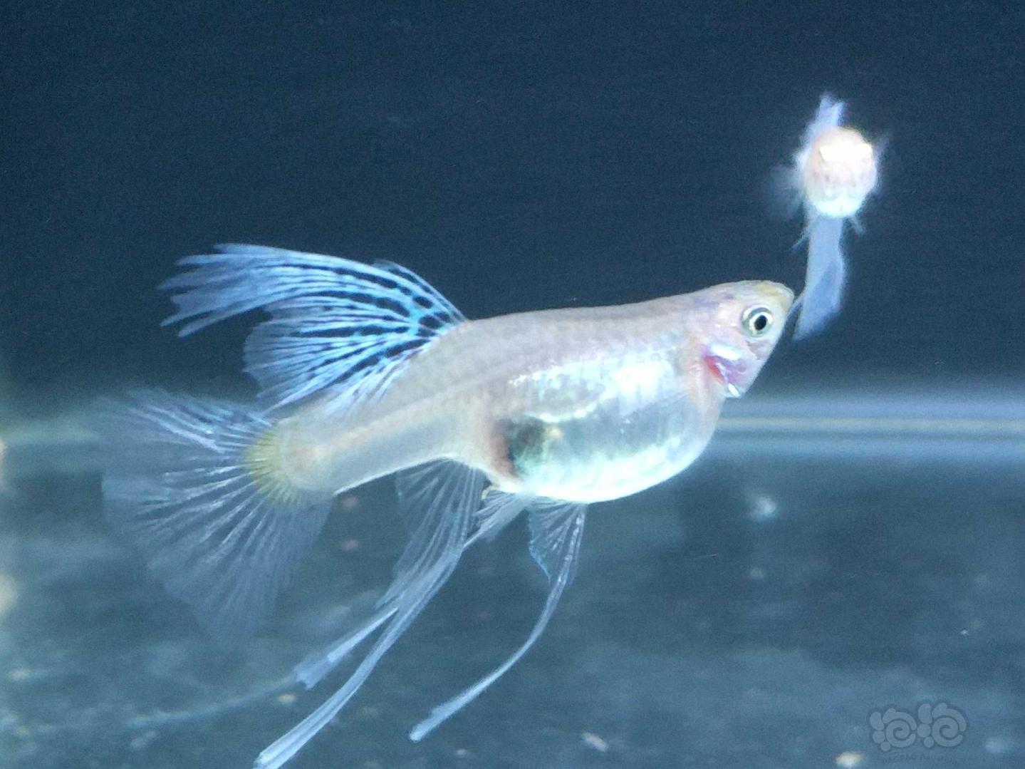 小孔雀魚生魚前有啥表現_孔雀魚生小魚前兆_孔雀魚生小魚之前有什么癥狀