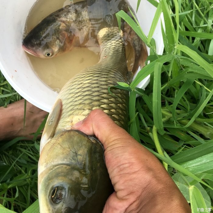 魚餌加醋能釣到鰱魚嗎_釣鰱鳙餌料加醋好不好_鰱鳙餌加醋有什么效果