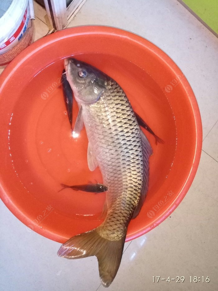 水庫釣鯉魚打窩教學視頻_水庫鯉魚打窩怎么打_水庫釣鯉魚打窩子最佳配方
