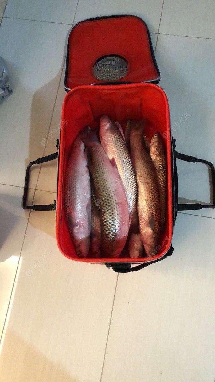 水庫釣鯉魚打窩教學視頻_水庫釣鯉魚打窩子最佳配方_水庫鯉魚打窩怎么打