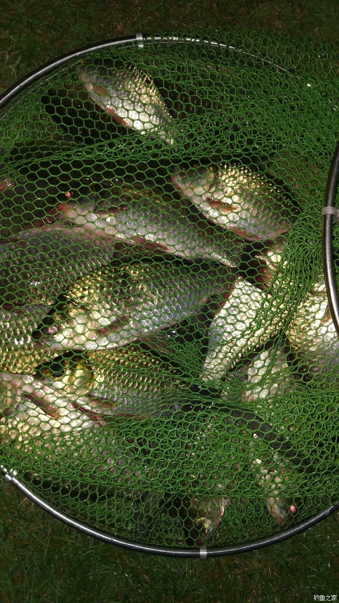 冬季釣草魚用什么好釣_冬季怎么垂釣草魚_冬季池塘釣草魚技巧
