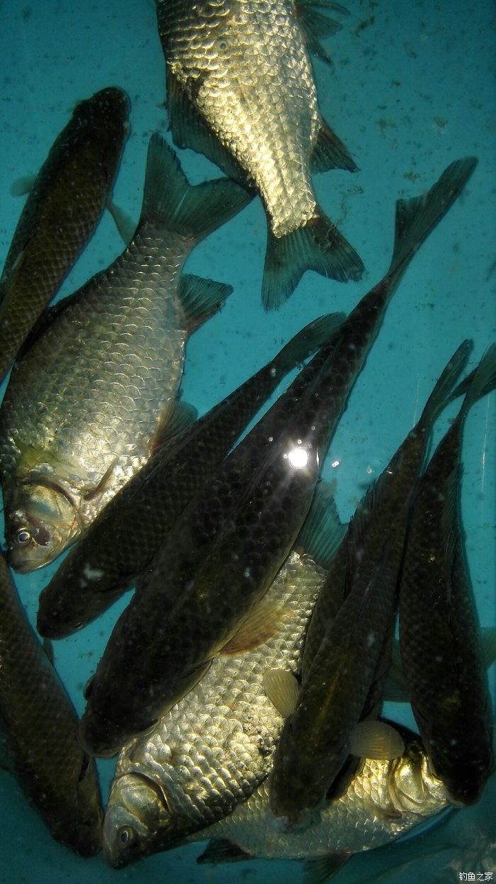 黃辣丁釣魚_怎么釣黃辣丁最快最有效_釣黃辣丁要釣底嗎