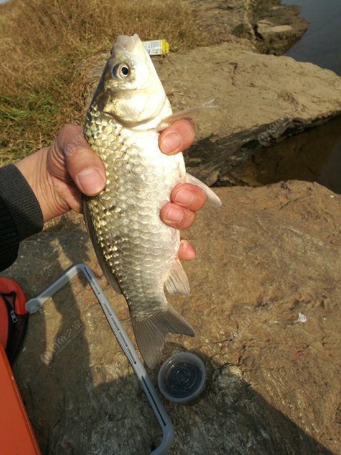 如何調鯉魚漂_釣鯉魚浮漂怎么調_釣鯉魚如何調漂調好漂子什么樣的狀態