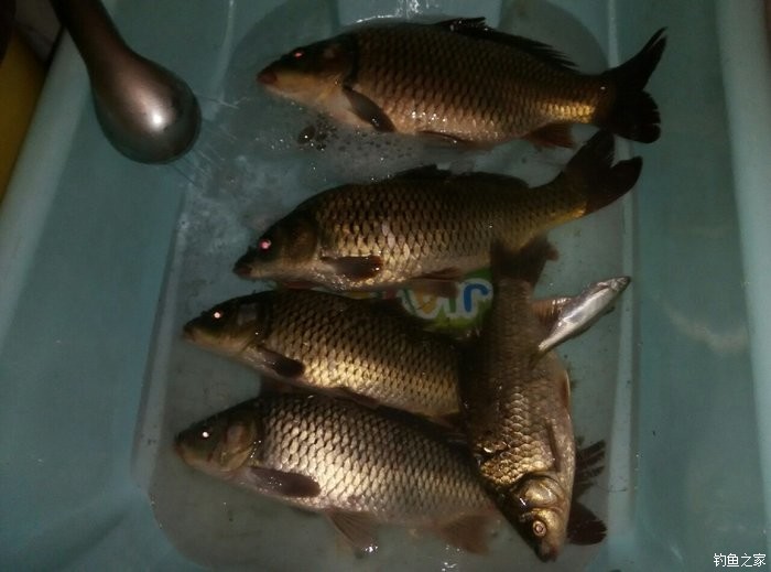 釣鯉魚浮漂怎么調_釣鯉魚如何調漂調好漂子什么樣的狀態_如何調鯉魚漂