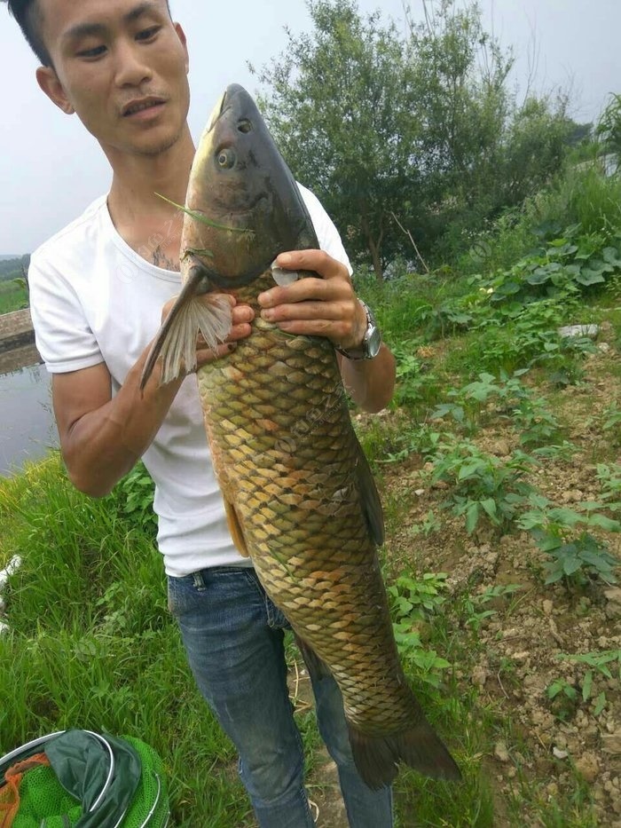 野釣草魚技巧七大口訣_草魚釣魚技巧_草魚釣法技巧野釣
