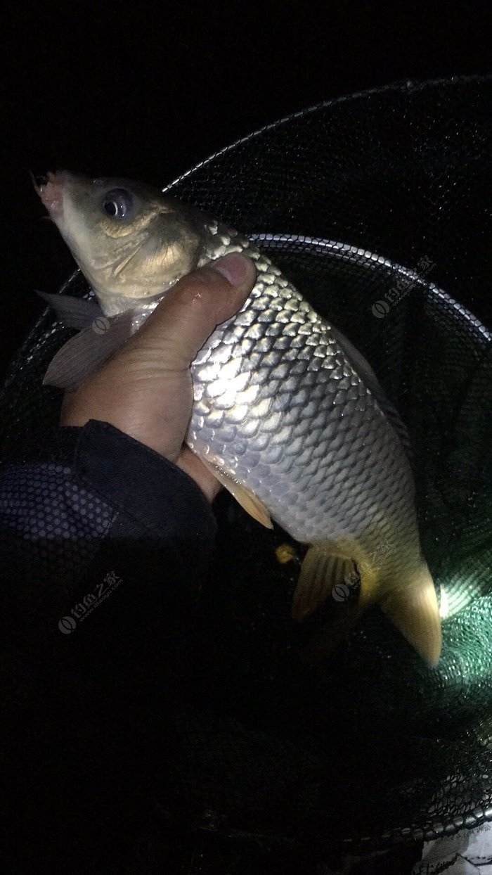 釣水庫鯉魚竿好用嗎知乎_水庫釣鯉魚用什么魚竿好_在水庫釣鯉魚用什么竿好