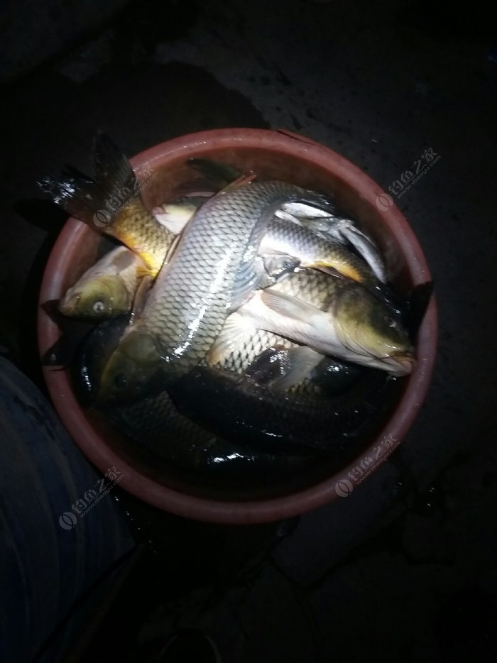 水庫釣鯉魚用什么魚竿好_釣水庫鯉魚竿好用嗎知乎_在水庫釣鯉魚用什么竿好