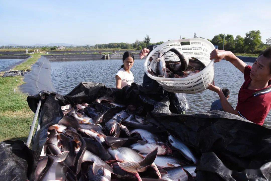 鉤鯽魚最佳用臺釣還是臺釣_臺釣鯽魚用什么鉤最佳_鉤鯽魚最佳用臺釣方法