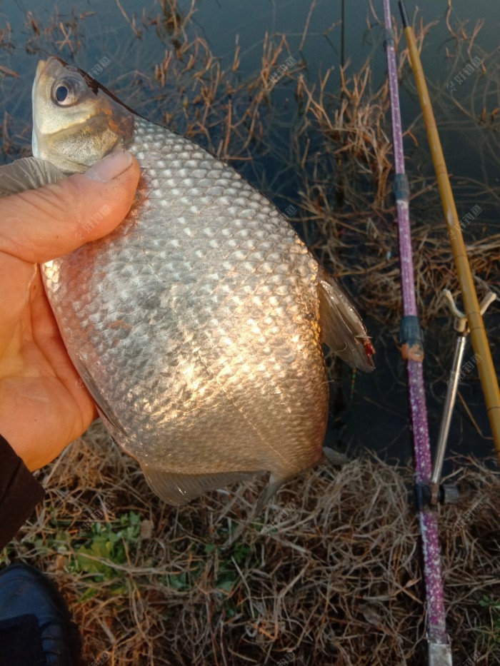 釣鯽魚多長的竿好_臺釣鯽魚用多長的魚竿比較好_釣鯽魚多長的桿子為好