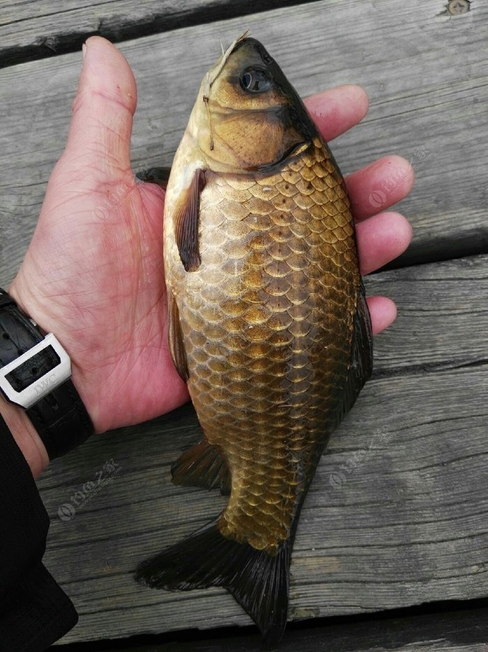 釣鯽魚多長的竿好_臺釣鯽魚用多長的魚竿比較好_釣鯽魚多長的桿子為好