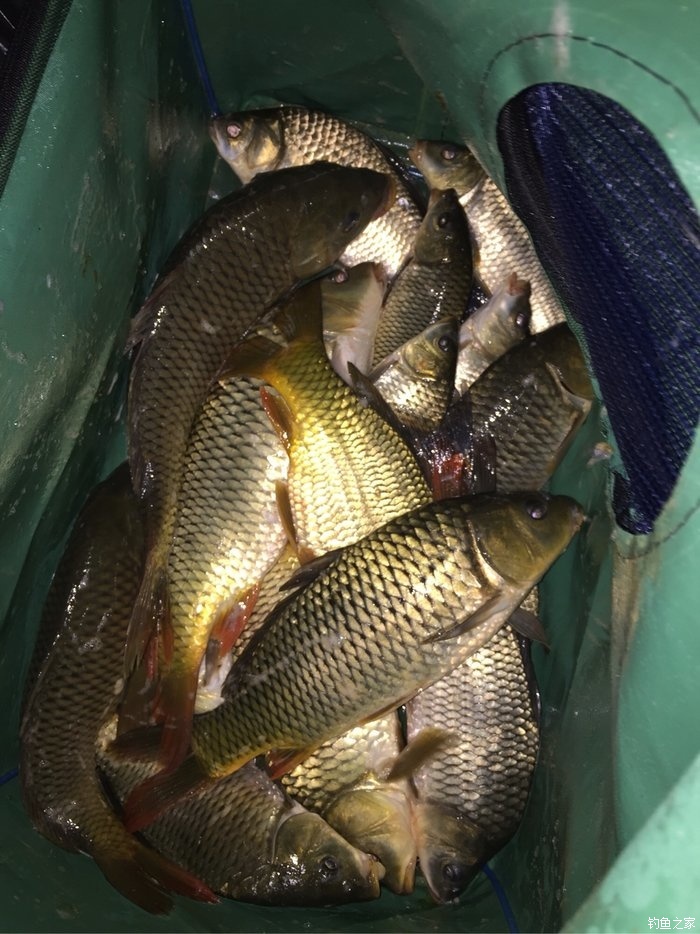 垃圾魚有沒有毒_垃圾魚是什么魚_魚垃圾是什么