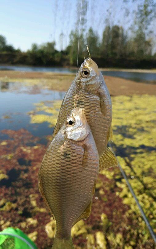魚垃圾是什么_垃圾魚有沒有毒_垃圾魚是什么魚