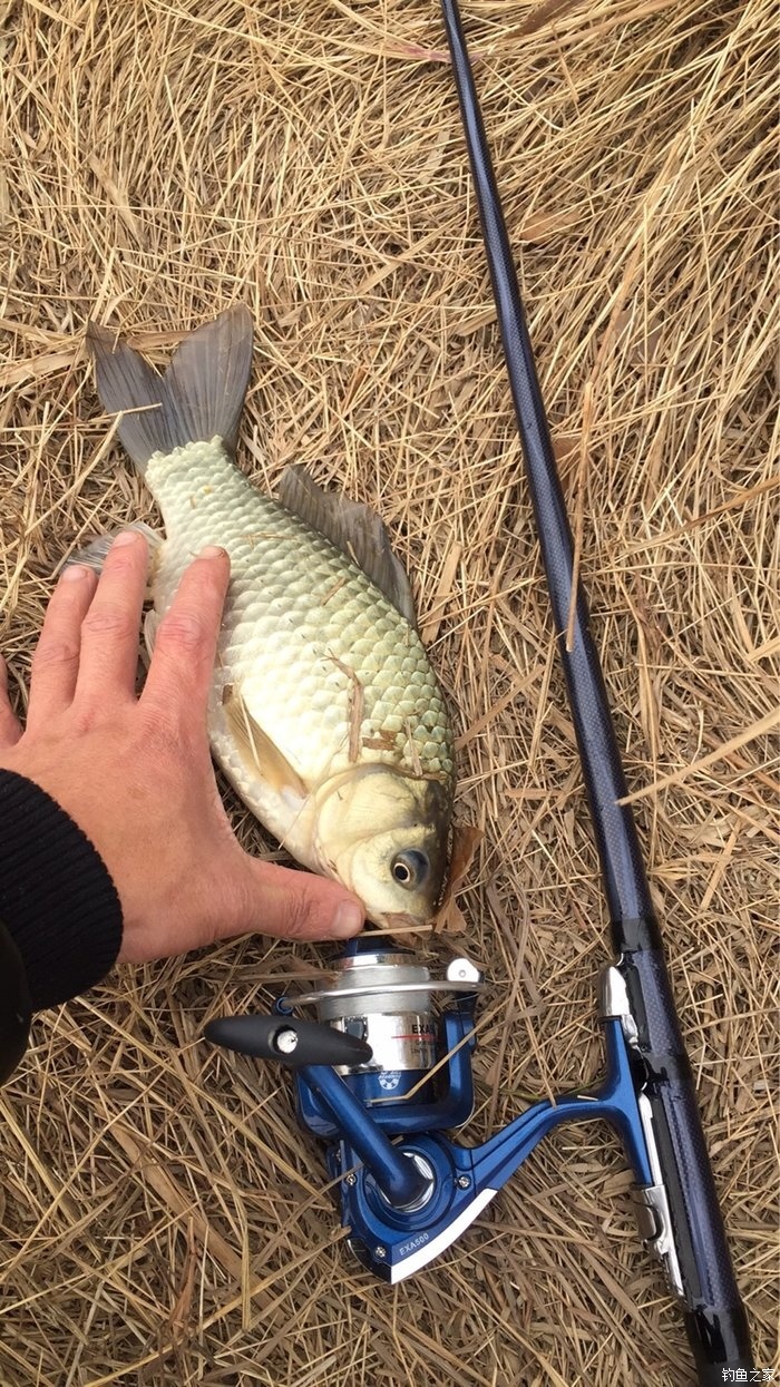 釣草魚如何打草窩_釣草魚技巧打草窩怎么打_打草窩釣草魚技巧
