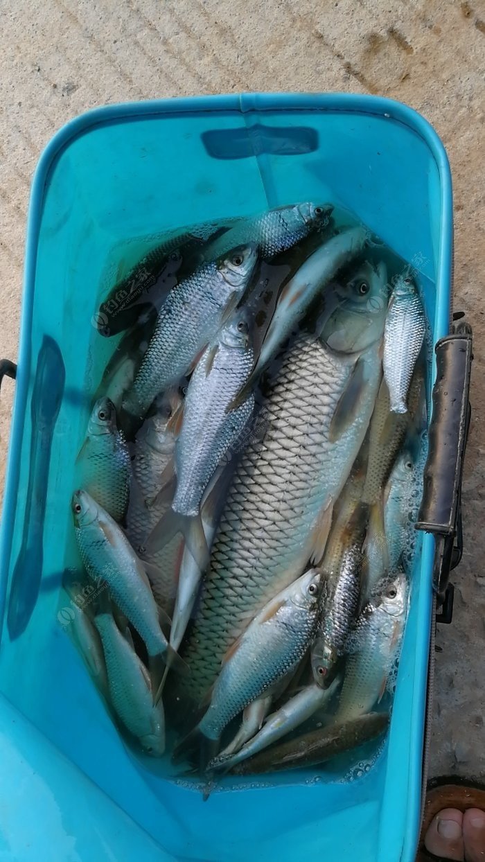 草魚釣法技巧野釣_草魚技巧野釣視頻_野釣草魚技巧
