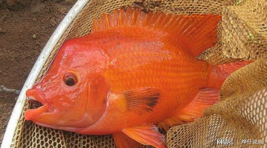 藍色血液的海魚_章魚的血液為什么是藍色的_血液藍色的魚
