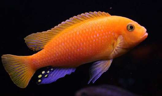 章魚的血液為什么是藍色的_血液藍色的魚_藍色血液的海魚