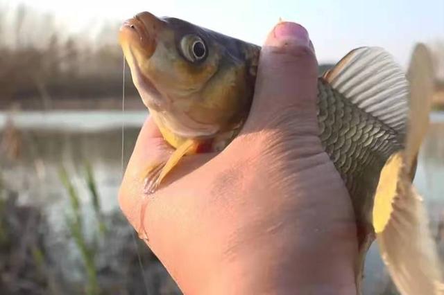 釣鯽魚多大主線_臺釣鯽魚子線一般多長_釣鯽魚用多長線