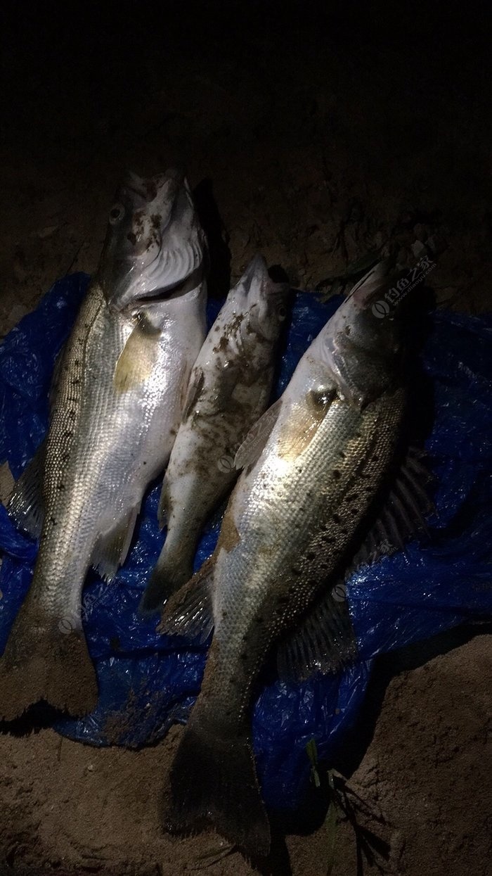 海釣鱸魚子線多長合適_海釣鱸魚幾米最佳_海釣鱸魚用多大主線