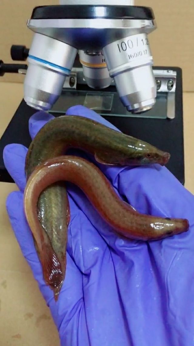 黑魚最臟的魚_臟魚黑魚世界上是海魚嗎_黑魚是世界上最臟的魚