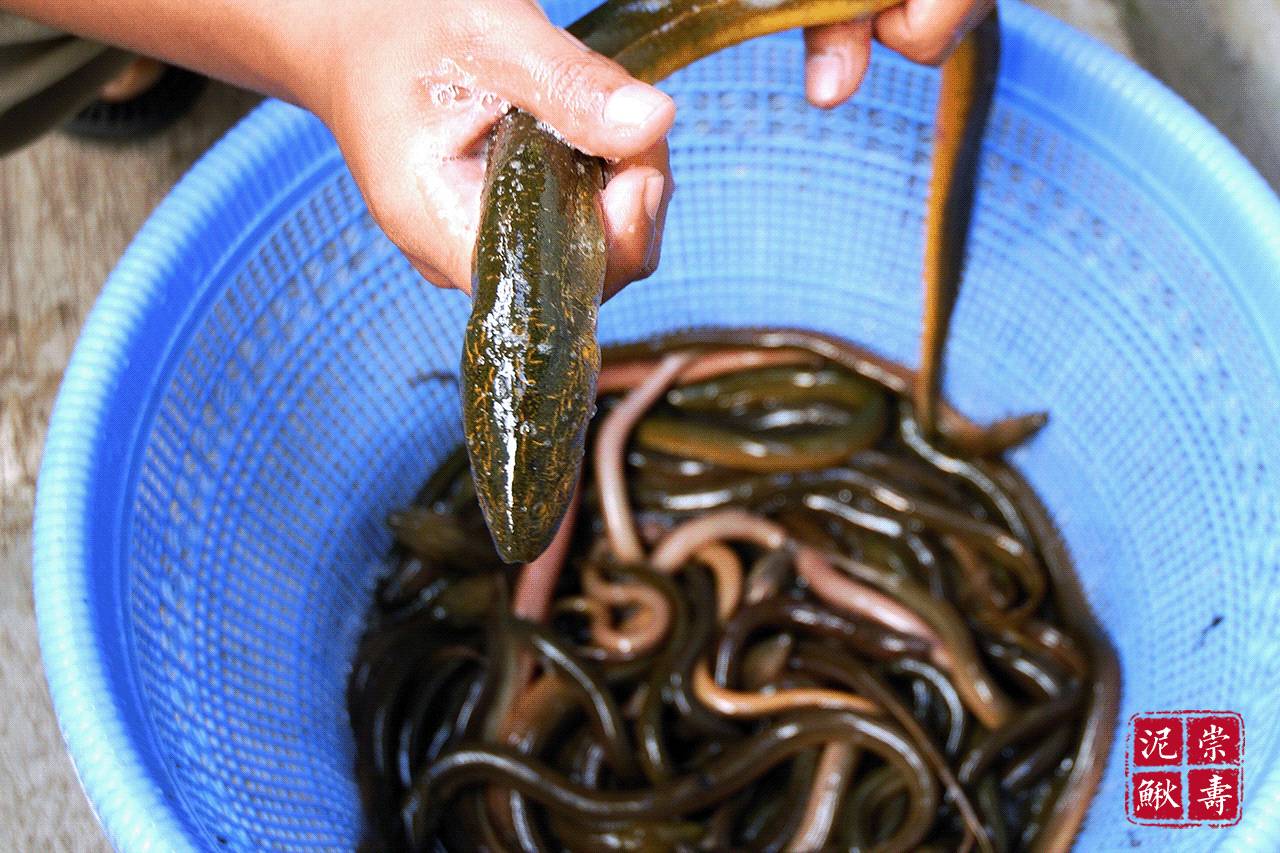 黑魚是世界上最臟的魚_黑魚最臟的魚_臟魚黑魚世界上是海魚嗎