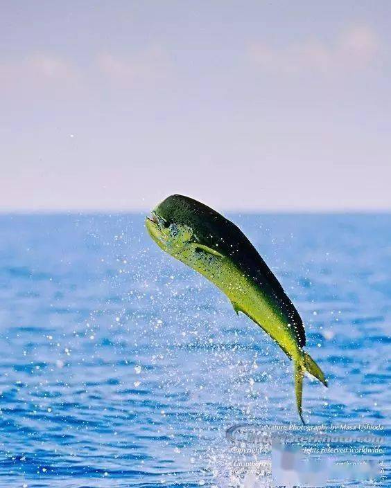 黑魚是世界上最臟的魚_黑魚最臟的魚_臟魚黑魚世界上是海魚嗎