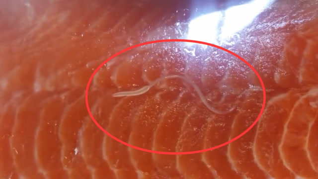 黑魚是世界上最臟的魚_黑魚最臟的魚_臟魚黑魚世界上是什么魚