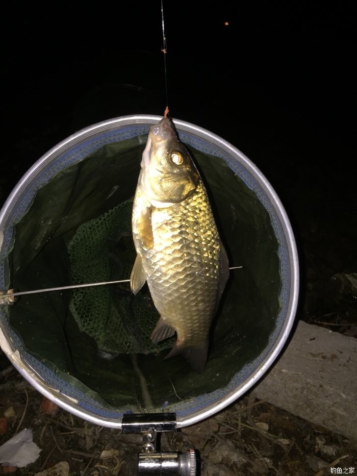 臺釣鯽魚餌料配方_釣鯽魚餌料配制方法_配方鯽魚餌料臺釣用幾號鉤