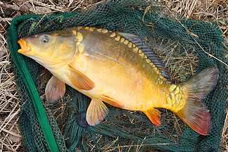 暹羅鯉魚苗_暹羅鯉魚_暹羅鯉圖片
