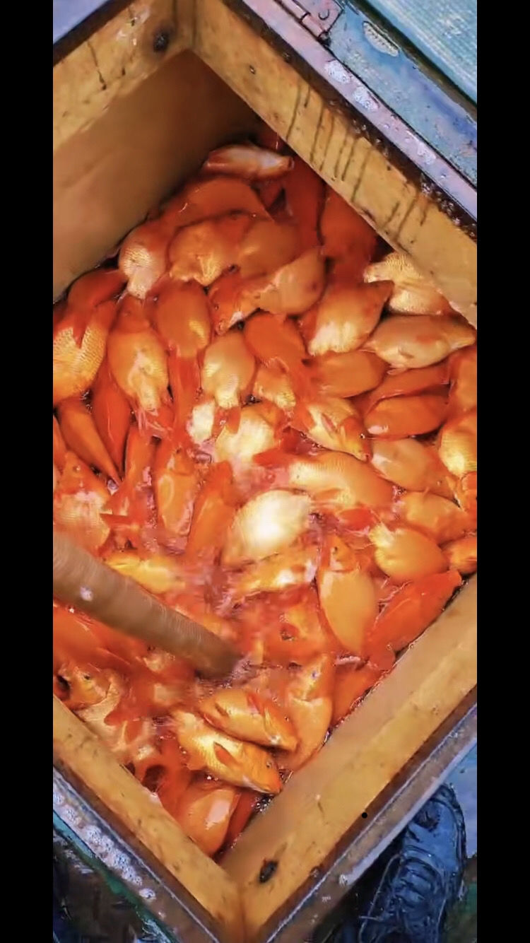 暹羅鯉魚苗_暹羅鯉魚_暹羅鯉圖片