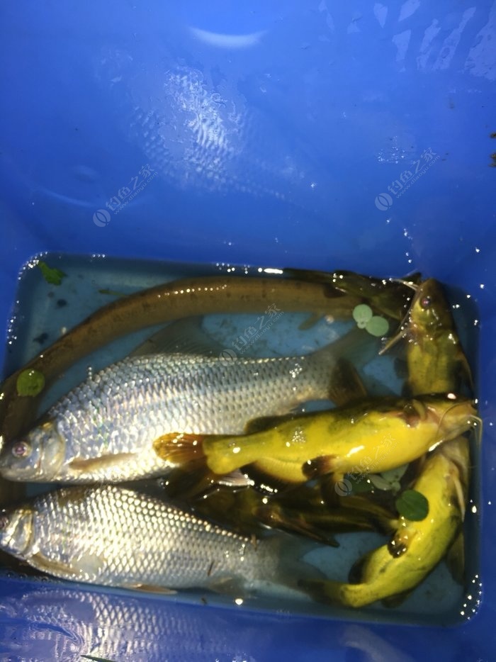 怎樣釣黃鱔上魚快_釣黃鱔的黃鱔鉤_野釣黃鱔