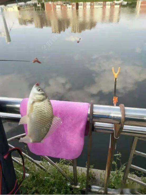 夏天釣深水魚是不是會大一點_夏天釣魚釣深水還是淺水_夏天釣魚釣深釣淺