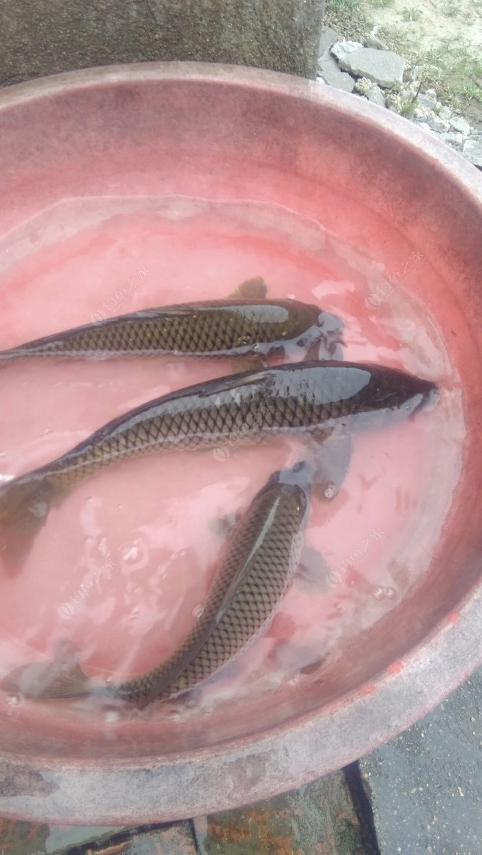 夏天釣魚釣深釣淺_夏天釣魚釣深水還是淺水_夏天釣深水魚是不是會大一點